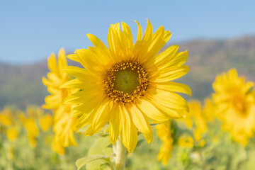 Fototapeta premium Yellow Sunflower blooming field natural background