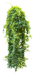 Isolated PNG cutout of an ivy plant on a transparent background, ideal for photobashing,...