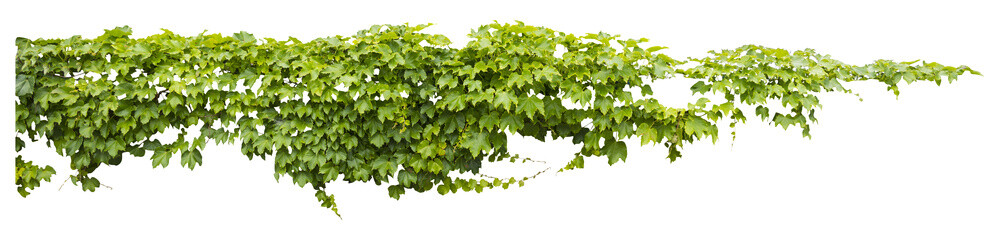 Isolated PNG cutout of a grape ivy plant on a transparent background, ideal for photobashing, matte-painting, concept art - obrazy, fototapety, plakaty