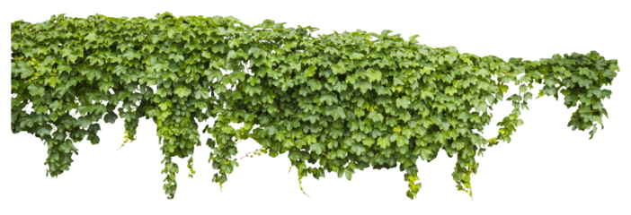 Isolated PNG cutout of a grape ivy plant on a transparent background, ideal for photobashing, matte-painting, concept art