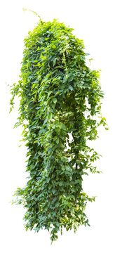 Isolated PNG cutout of an ivy plant on a transparent background, ideal for photobashing, matte-painting, concept art