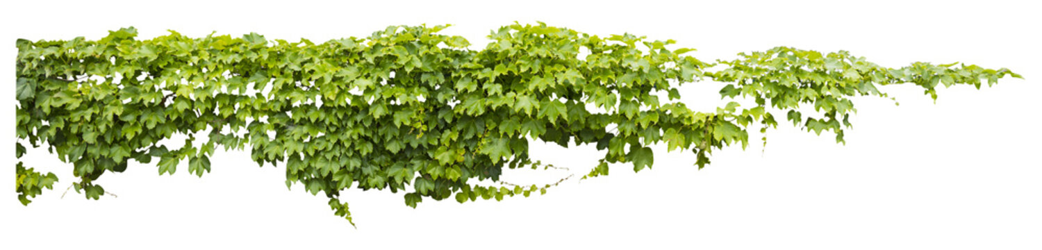 Isolated PNG cutout of a grape ivy plant on a transparent background, ideal for photobashing, matte-painting, concept art