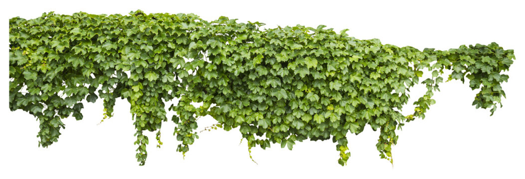 Isolated PNG cutout of a grape ivy plant on a transparent background, ideal for photobashing, matte-painting, concept art