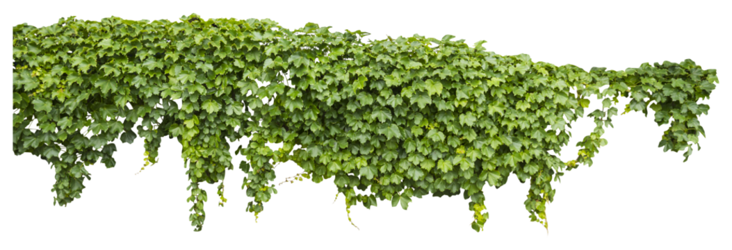 Isolated PNG cutout of a grape ivy plant on a transparent background, ideal for photobashing, matte-painting, concept art