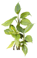 Isolated PNG cutout of a small plant on a transparent background, ideal for photobashing, matte-painting, concept art