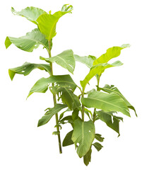 Isolated PNG cutout of a Canna tuerckheimii plant on a transparent background, ideal for photobashing, matte-painting, concept art