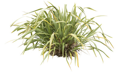 Isolated PNG cutout of a New Zealand flax plant on a transparent background, ideal for...