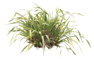 Isolated PNG cutout of a New Zealand flax plant on a transparent background, ideal for photobashing, matte-painting, concept art