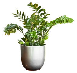 Isolated PNG cutout of a ZZ plant on a transparent background, ideal for photobashing, matte-painting, concept art