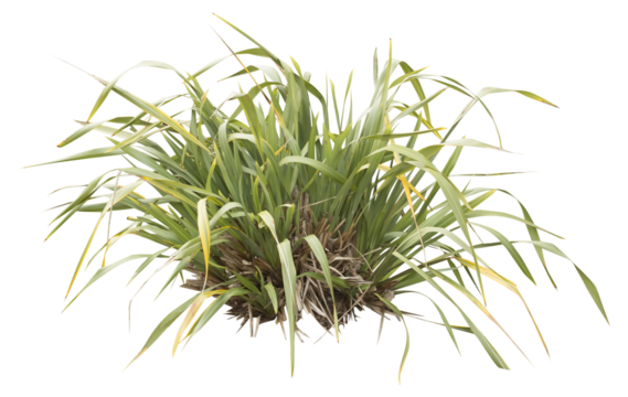 Isolated PNG cutout of a New Zealand flax plant on a transparent background, ideal for photobashing, matte-painting, concept art