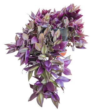 Isolated PNG cutout of a silver inch plant on a transparent background, ideal for photobashing, matte-painting, concept art
