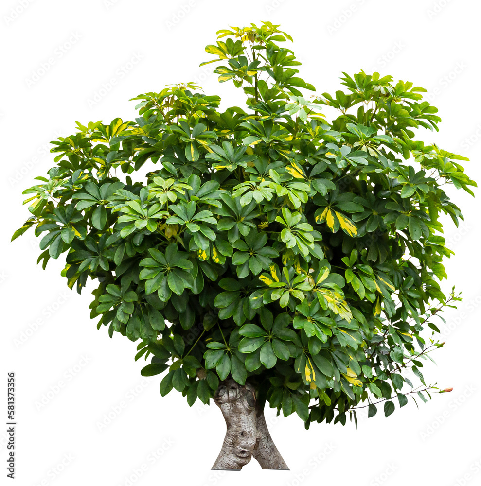 Poster isolated png cutout of a schefflera tree on a transparent background, ideal for photobashing, matte-