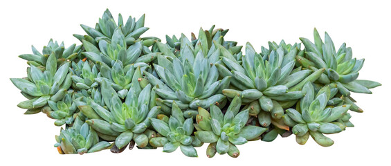 Isolated PNG cutout of a pachyphytum plant on a transparent background, ideal for photobashing,...