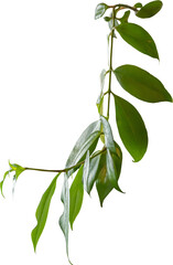 Isolated PNG cutout of a plant on a transparent background, ideal for photobashing, matte-painting, concept art