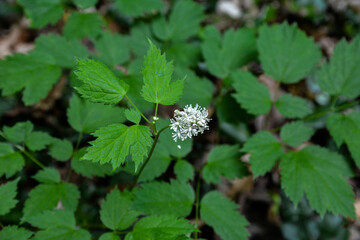 Eurasian baneberry (Actaea spicata).