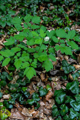 Eurasian baneberry (Actaea spicata).