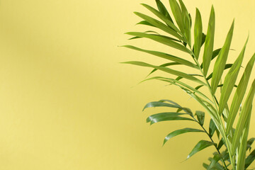 Fototapeta na wymiar Green branches of a decorative palm tree with a shadow on a yellow background. Natural background. Selective focus