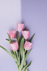 Gently pink tulips on the violet background. Spring background with a bouquet of flowers with copy space. Flat lay