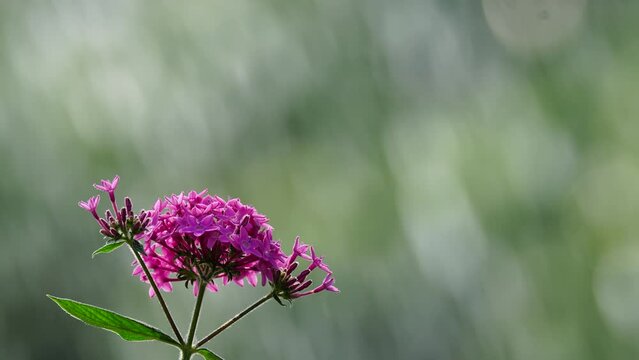 Pentas flower is blooming with fountain background