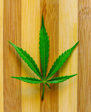 cannabis green marijuana on a wooden brown streep background, weed leaf closeup, natural medical hemp macro, ganja for medicine