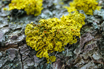 Yellow foliose lichen Xanthoria parietina on the bark of a garden fruit tree. Macro. Limited depth of field.