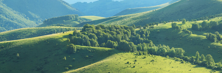 Spring panoramic view, green meadow and forest