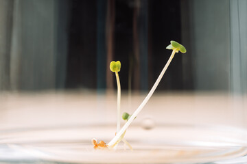 Young sprouts of microgreens in glass container close-up.