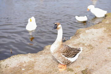 Goose on rural barnyard. Waterfowl free range. Farming concept