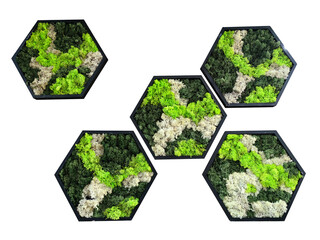 hexagonal patterns in the form of honeycombs from decorative preserved reindeer forest moss