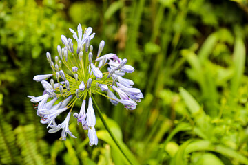 rain on a flower