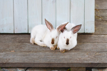 Two rabbits are sitting huddled together near rabbit house. Farming