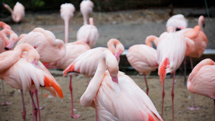 Pink Flamingos und Flamingoköpfe im Zoo in Hannover