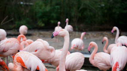 Pink Flamingos und Flamingoköpfe im Zoo in Hannover