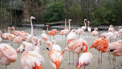 Pink Flamingos und Flamingoköpfe im Zoo in Hannover
