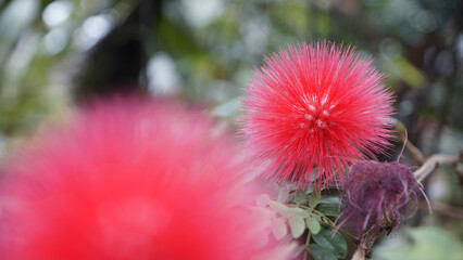 Flockenblume mit roter Puschel Bl&uuml;te