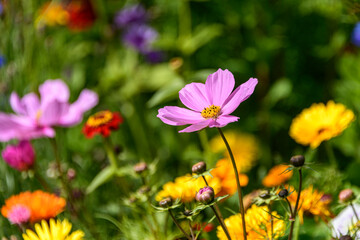 Herrlich bunte Wiesenblumen und Kräuter blühen am Feldrand
