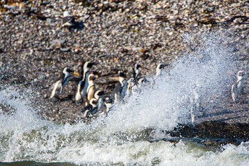 African penguins, Spheniscus demersus, on Halifax Island in Namibia