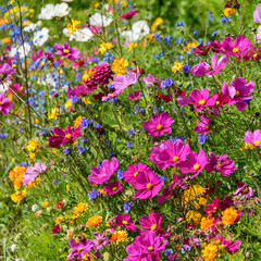 Bunte Wildblumenwiese am Wegesrand