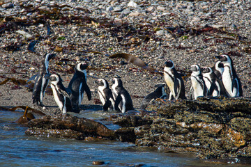 African penguins, Spheniscus demersus, on Halifax Island in Namibia