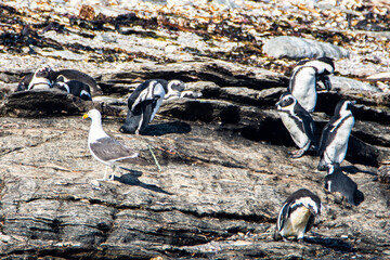 African penguins, Spheniscus demersus, on Halifax Island in Namibia