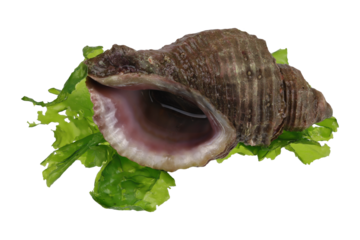 Sea snail and alga