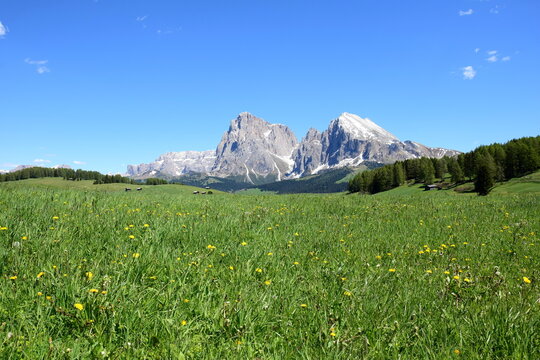 Seiser Alm in Südtirol , Urlaubsziel in Südtirol, berühmtes Wanderparadies, Italien, Europa im Sommer, wunderschöne Landschaft zum Wandern und Relaxen	