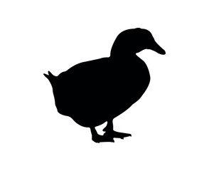 Vector flat duck silhouette isolated on white background