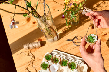 Naklejka na ściany i meble Easter home decoration. Woman's hands hanging egg shell with fresh microgreens on spring twigs as easter decoration.Easter floral arrangement.