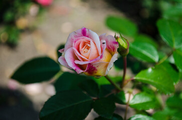 single rose