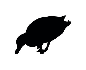 Vector flat duck silhouette isolated on white background