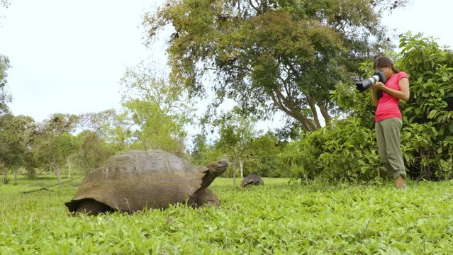 Galapagos Islands Wildlife photographer and tourist taking photos of Giant Tortoise. Animals wildlife video of tortoises in the highlands, Santa Cruz Island, Galapagos, Ecuador, South America.