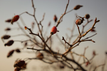 Close up shot of rose hip tree with partially blurred branches against a clear sky in winter, shallow depth of field
