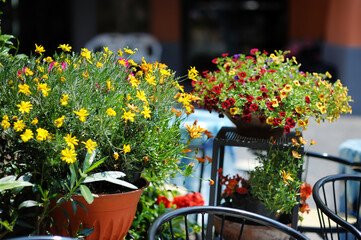 Beautiful flowers pots with blossoming flowers in town of Nemi, Italy