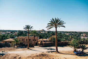 Palm trees next to Mountain of dead in Siwa Oasis, Egypt